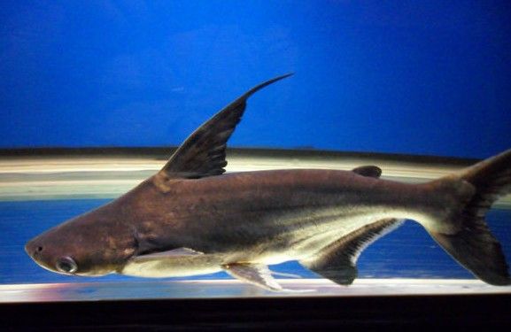 成吉思汗鲨能和龙鱼一起养吗：成吉思汗鲨可以和多种大型鱼类混养吗 龙鱼百科 第2张