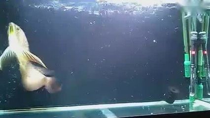 龙鱼跳缸怎么急救：龙鱼跳缸怎么急救龙鱼跳缸怎么急救龙鱼跳缸急救方法