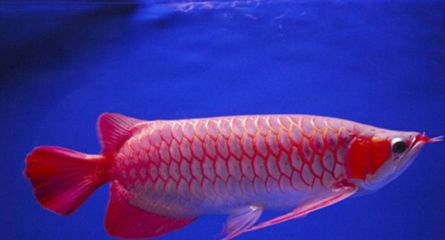 红龙鱼开什么灯：红龙鱼开什么灯红龙鱼开什么灯 龙鱼百科 第3张