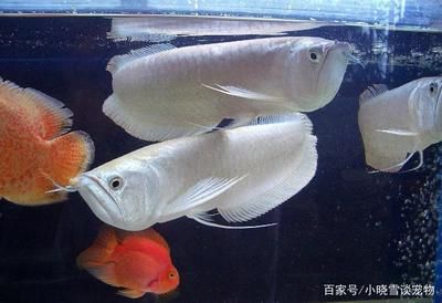 养龙鱼如何换水：养龙鱼换水的正确方法