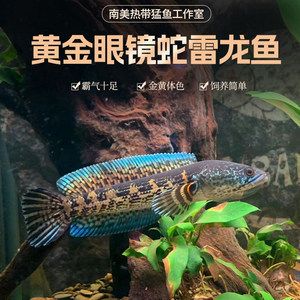 黄金眼镜蛇类龙鱼繁殖陪读：黄金眼镜蛇雷龙鱼的繁殖
