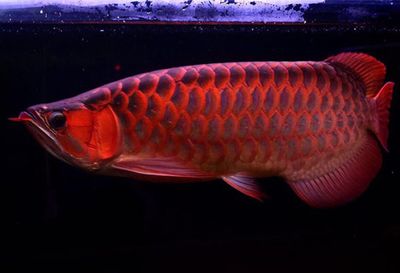 血红龙鱼和辣椒红龙鱼的区别在哪里：血红龙鱼和辣椒红龙鱼在外观、发色模式和价格都有所区别