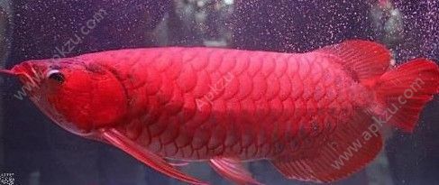 血红龙鱼和辣椒红龙鱼的区别在哪里：血红龙鱼和辣椒红龙鱼在外观、发色模式和价格都有所区别 龙鱼百科 第2张