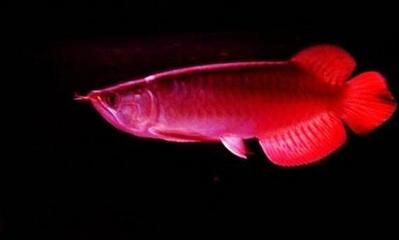 红龙鱼 产地 印尼 哪个省最多：印尼红龙鱼的主要产区
