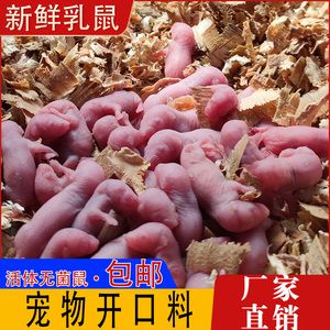 龙鱼能吃乳鼠吗：龙鱼可以吃乳鼠吗 龙鱼百科 第2张