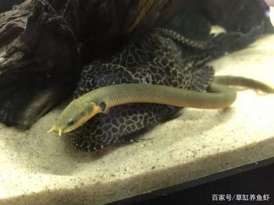 80鱼缸养龙鱼会小吗？：80cm的鱼缸可以养龙鱼吗？