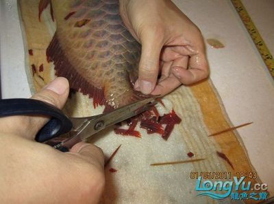 龙鱼掰嘴手术：“龙鱼兜嘴手术”的详细信息是改变龙鱼的嘴型的嘴型