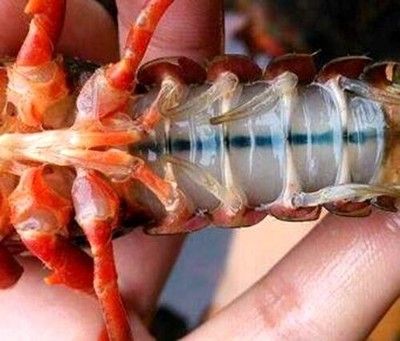 喂龙鱼的虾怎么消毒的：喂龙鱼的虾常用的几种消毒方法