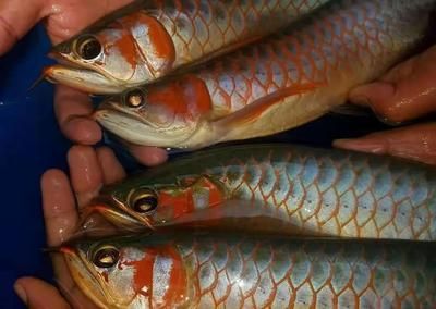 巴古斯红龙鱼是哪个渔场：巴古斯红龙鱼与红龙鱼哪个渔场的红龙鱼哪个好