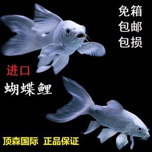 蝴蝶鲤 龙鱼：蝴蝶鲤和龙鱼可以一起混养吗？ 龙鱼百科 第1张