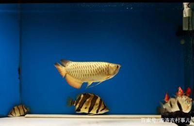 金龙鱼鱼缸要求：养金龙鱼需要满足一定条件的鱼缸 龙鱼百科 第1张
