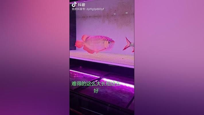 大湖红龙鱼特点描述作文怎么写：大湖红龙鱼特点描述大湖红龙鱼的作文怎么写 龙鱼百科 第3张