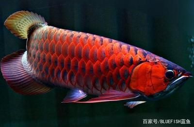 红龙品相：红龙鱼品相评价红龙鱼的品相评价红龙鱼的品相评价