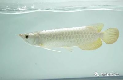 金龙鱼白化：关于金龙鱼白化现象的详细解释 龙鱼百科 第2张