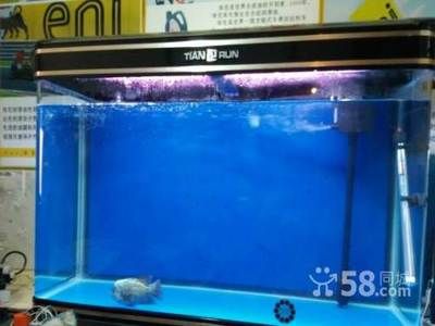 60厘米的金龙鱼价格多少钱一条：一个60厘米宽的鱼缸可以养龙鱼吗？ 龙鱼百科 第2张