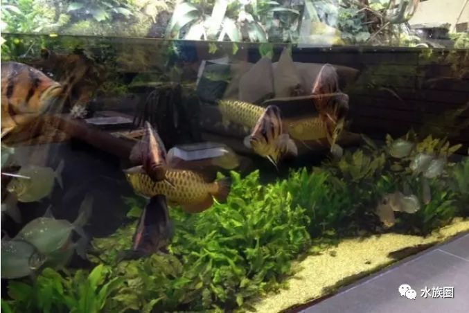 龙鱼 水草：龙鱼缸可以种水草吗