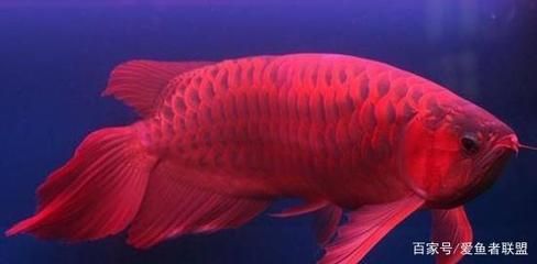 30公分红龙鱼用什么灯光好看：30公分红龙鱼灯光的选择 龙鱼百科 第1张