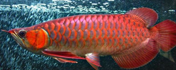 红龙鱼适宜温度多少：红龙鱼最适宜的饲养温度为24-29摄氏度 龙鱼百科 第3张
