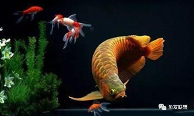 红龙鱼用蓝色背景好吗？：红龙鱼可以用红色或蓝色的底板和背景色来养红龙鱼 龙鱼百科 第1张