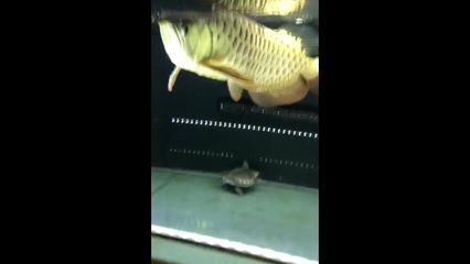 金龙鱼咬人吗：与金龙鱼互动时要小心，避免刺激它们,金龙鱼咬人吗
