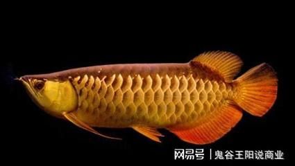 金龙鱼须子的用途有哪些：金龙鱼须子的主要用途有哪些金龙鱼须子的用途有哪些