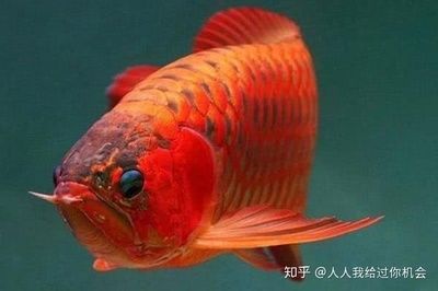 红龙鱼夏天鱼缸水温：夏天养红龙鱼时，鱼缸水温应该控制在24℃至28℃之间 龙鱼百科 第2张