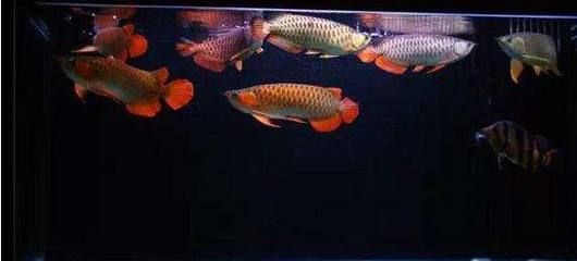 龙鱼一般长多大的鱼缸：养龙鱼的鱼缸应该至少长1.5米，宽度不要小于60厘米