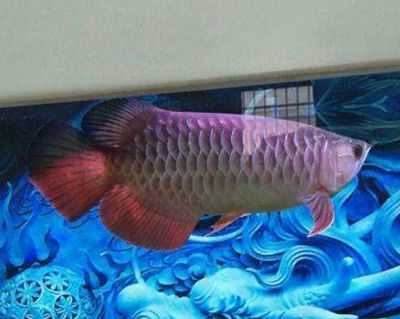 红尾金龙鱼什么时候变色的：红尾金龙鱼什么时候变色 龙鱼百科 第2张