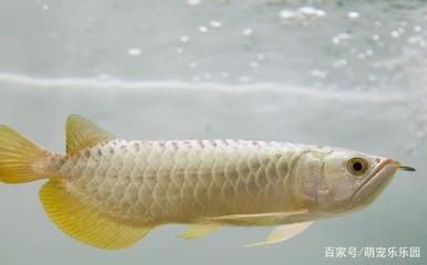 龙鱼怎么繁殖下一代的鱼：龙鱼的繁殖过程 龙鱼百科 第2张