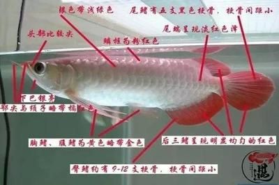 红龙鱼嘴巴下颚红了：红龙鱼嘴巴下颚红了可能是疾病、饲养不当或品种特性 龙鱼百科 第2张