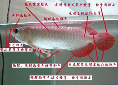 红龙鱼嘴巴下颚红了：红龙鱼嘴巴下颚红了可能是疾病、饲养不当或品种特性 龙鱼百科 第3张