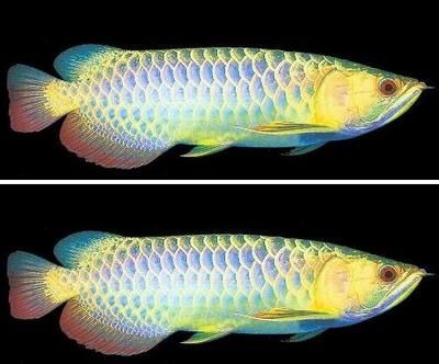 蓝底金龙鱼用什么颜色的灯照好看：蓝底金龙鱼最佳灯具选择是超光灯或蓝光灯或蓝光灯
