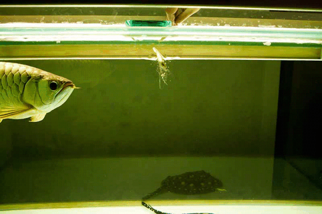 龙鱼吃水面空气：龙鱼吃水面空气是怎么回事？