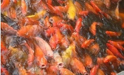 红龙鱼吃啥：红龙鱼的食物偏好和注意事项
