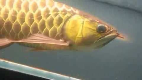 金龙鱼眼睛的颜色有几种：金龙鱼的眼睛颜色
