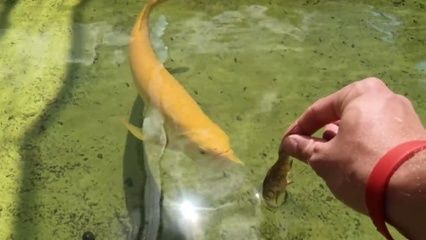 金龙鱼喂食添加什么可以增加颜色：金龙鱼喂食添加什么可以增加颜色金龙鱼的颜色