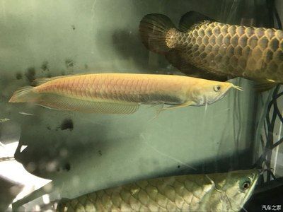 黄化龙鱼：黄化龙鱼是一种罕见的观赏鱼 龙鱼百科 第1张
