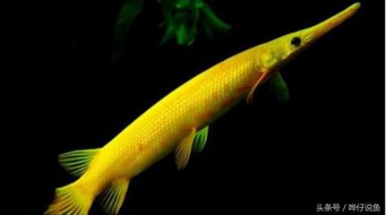 黄化龙鱼：黄化龙鱼是一种罕见的观赏鱼 龙鱼百科 第3张