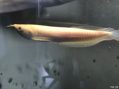 黄化龙鱼：黄化龙鱼是一种罕见的观赏鱼 龙鱼百科 第2张