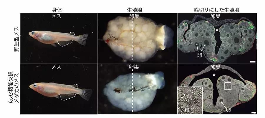 龙鱼卵孵化时间：龙鱼卵的孵化时间 龙鱼百科 第3张