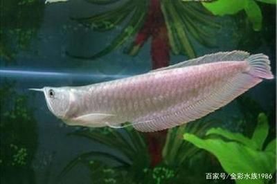 粉红色的龙鱼品种：粉红色的龙鱼品种有哪些？ 龙鱼百科 第1张