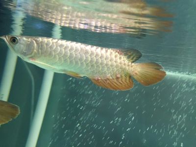 龙鱼用甲硝唑：甲硝唑在养殖中有着广泛应用于观赏鱼养殖中的药物