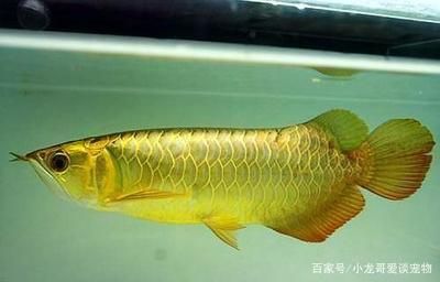 金龙鱼啥颜色好：金龙鱼的最佳颜色为什么是暗金色