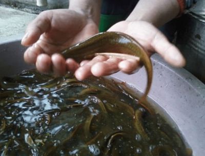 龙鱼吃冻泥鳅好不好：喂食龙鱼冻泥鳅可能会带来一些好处和风险 龙鱼百科 第3张