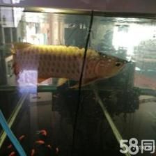 白子金龙鱼：白子金龙鱼市场趋势金龙鱼品种介绍 龙鱼百科 第2张