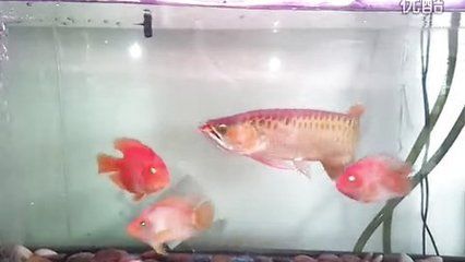 红金龙鱼长什么样：红金龙鱼是一种具有独特外观和颜色的大型淡水观赏鱼类 龙鱼百科 第2张