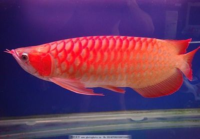 红金龙鱼长什么样：红金龙鱼是一种具有独特外观和颜色的大型淡水观赏鱼类 龙鱼百科 第1张