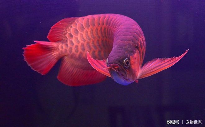 红龙鱼多久开始发色：红龙鱼多久发色 龙鱼百科 第2张