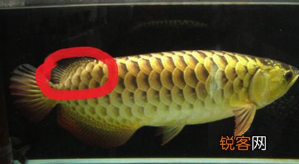金龙鱼珠麟两面不一样为啥：金龙鱼珠麟两面不一样可能是正常的生物现象的分析 龙鱼百科 第2张