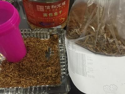 龙鱼喂虾水特别混浊正常吗：喂虾后